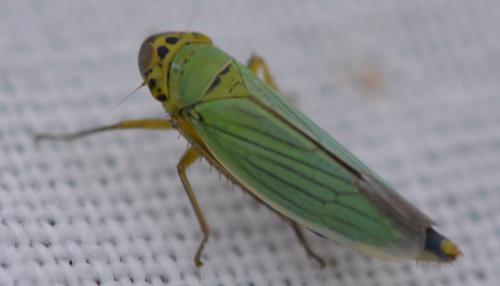 Réf. 311 396 : Cicadella viridis